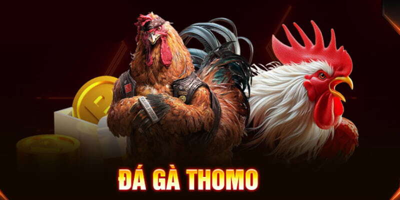 Sơ lược về bộ môn đá gà Thomo hôm nay